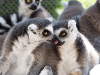 ワオキツネザル