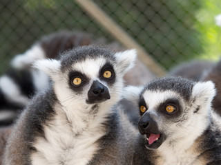 ワオキツネザル