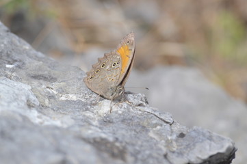 Obraz premium butterfly