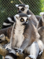 ワオキツネザル