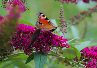 Taugpfauenaugen Schmetterling