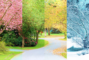 Fototapeta premium Złożony kolaż czterech zdjęć jednej ulicy wysadzanej wiśniami, sfotografowanych we wszystkich czterech porach roku z dokładnie tego samego miejsca. Gałęzie drzew idealnie się układają.