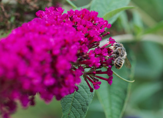 Flieder mit Bienchen