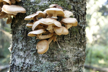 mushroom a honey agaric in the forest