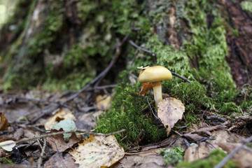 mushroom a honey agaric in the forest