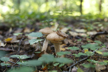 mushroom a honey agaric in the forest