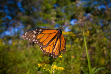 Detail of monarch butterfly (Danaus plexippus) in Ontario provincial park