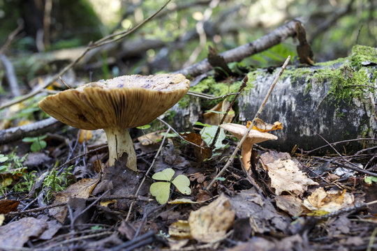 mushroom a honey agaric in the forest