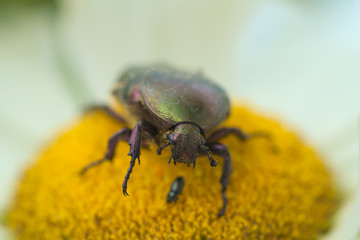 Rosenkäfer closeup