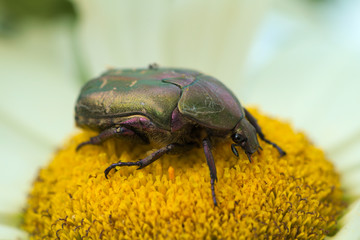 gemeiner Rosenkäfer