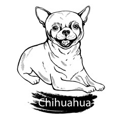 Hand drawn sketch style chihuahua. Vector illustration isolated on white background.