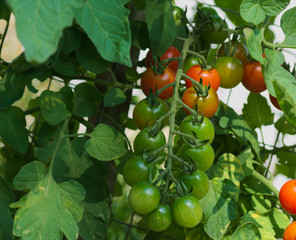 Tomatenstrauch