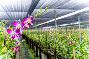 Pink flower bouquet on the stem of Dendrobium orchid in the greenhouse. The orchid farm is an...