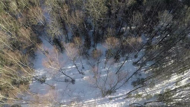 Aerial winter view of mixed forest with conifers and bare birch trees
