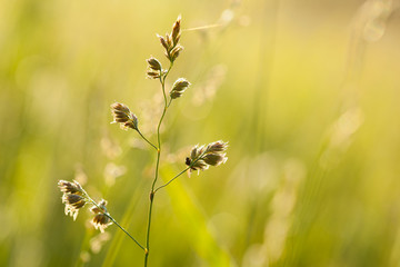 Spikelet growing in a sunny meadow