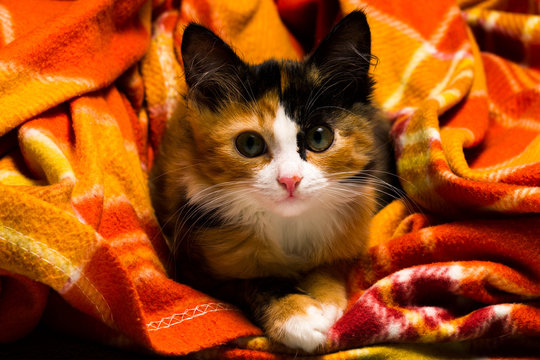 Little kitten on a rug studio light