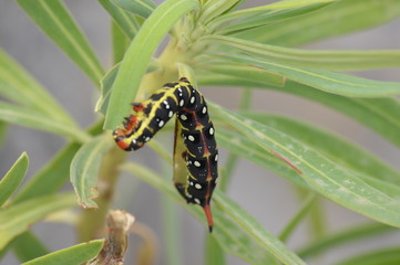 caterpillar