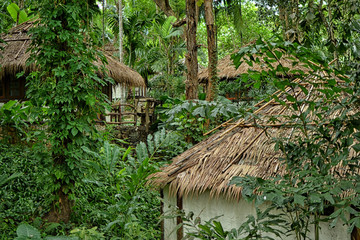 living in the jungle