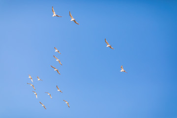 Seagulls in Flight