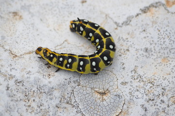 caterpillar