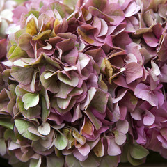 Green-pink hydrangeas in a bouquet for a wedding