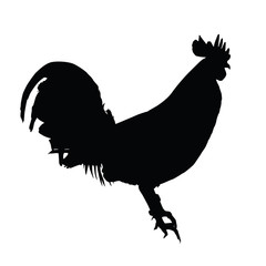 Vector standing rooster silhouette on white background.