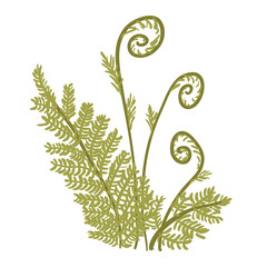 Green growing fern botanical vector illustration on white background. © Jan