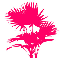 Palm tree (Livistona Rotundifolia), isolated on white