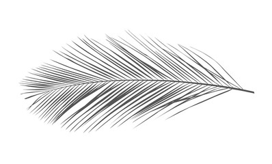 Beautiful tropical palm leaf on white background