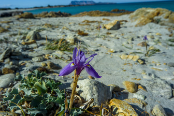 Fiore in mare,Spiaggia Isuledda, San Teodoro,Tavolara, Sardegna Italia.