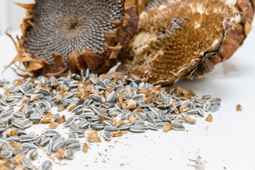 Close up of two Freshly harvested and dried organic sunflower heads on white background wooden rustic table with seeds, copy space