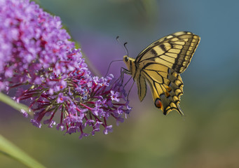 Papilio machaon