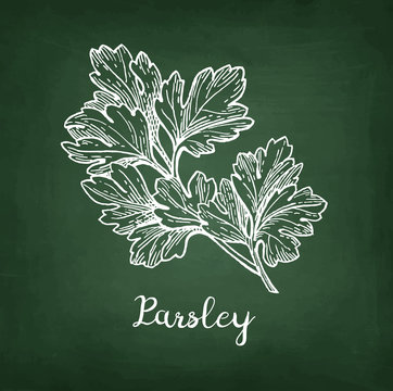Chalk sketch of parsley