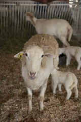 Sheep with nursing lamb at fair.