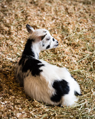 Baby goat lying on hay.