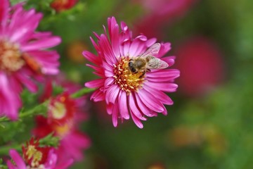 Dark pink flower of aster with a bee on the blossom with green blurry background