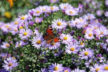 Fototapeta premium Tagpfauenauge (Aglais io) auf lila Herbst-Aster (Aster spez.)