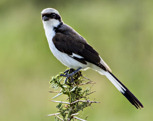 Grey Backed Shrike; Butcher Bird