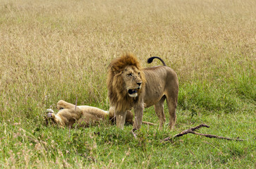 Fototapeta na wymiar Lion Couple