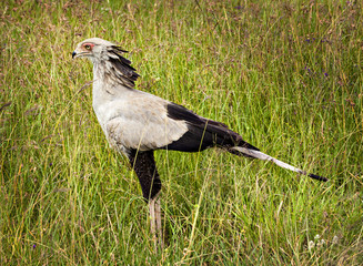 Secretary Bird
