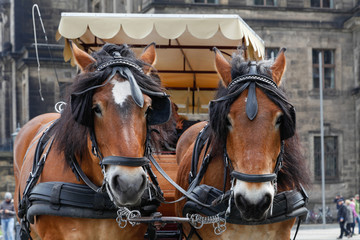 Fototapeta premium Horse carriage