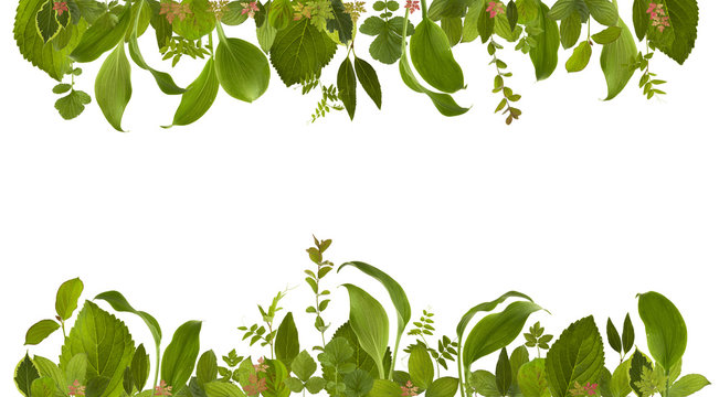 adorable garden jungle leaf meadow background with free space for your text