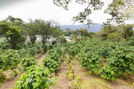 Coffee Plantation Bajo Boquete Province Chiriqui Panama