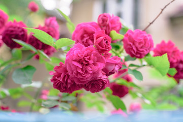 rose bush flowers
