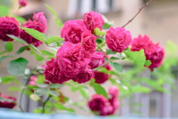 Fototapeta premium rose bush flowers