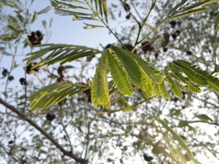 Hojas de Corot&uacute;