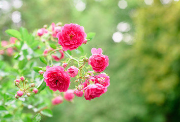 rose bush flowers
