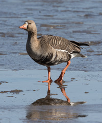 White-fronted Goose