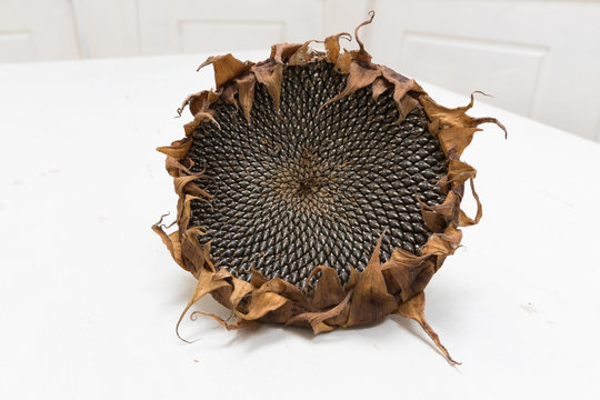 Single Freshly harvested and dried sunflower head on white background wooden rustic table, seeds ready for harvesting with copy space