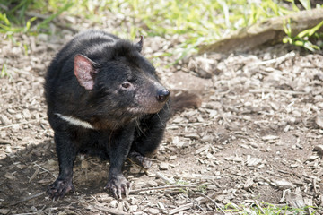 Tasmanian Devil